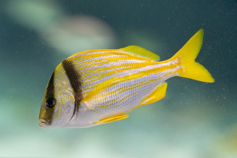 Porkfish