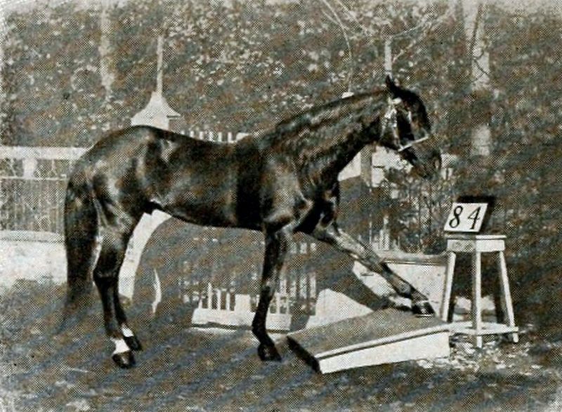 Clever Hans: The Mathematical Marvel