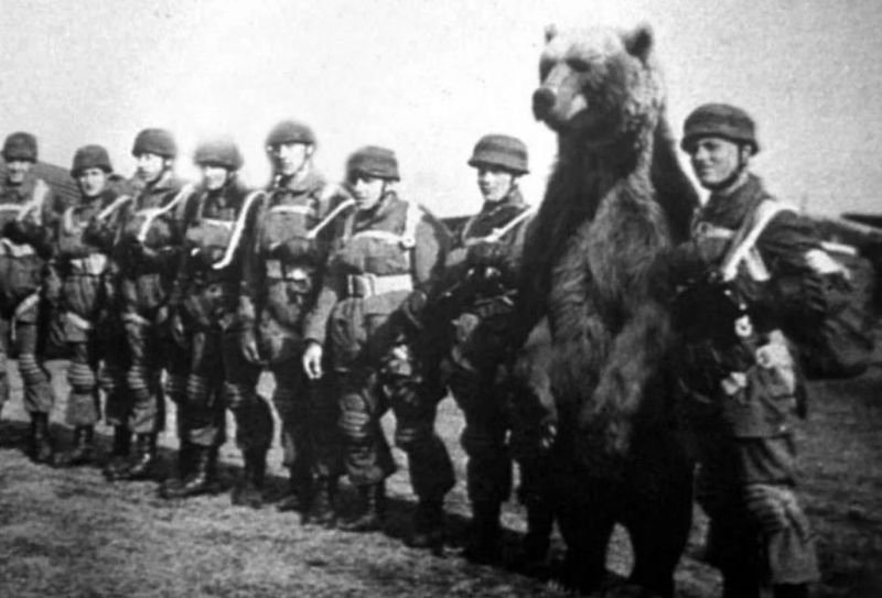 Wojtek The Soldier Bear: Poland's Unlikely Warrior