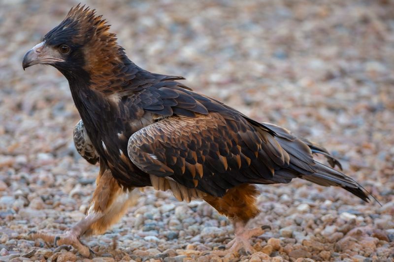 Black-Breasted Buzzard