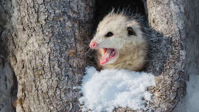 Mountain Marsupials: Opossums