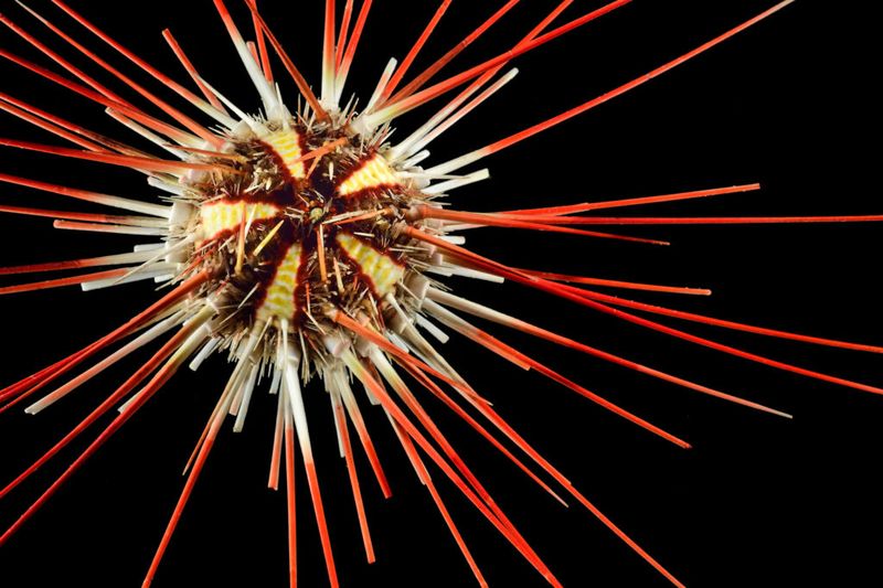 Neon-Spiked Living Pincushions