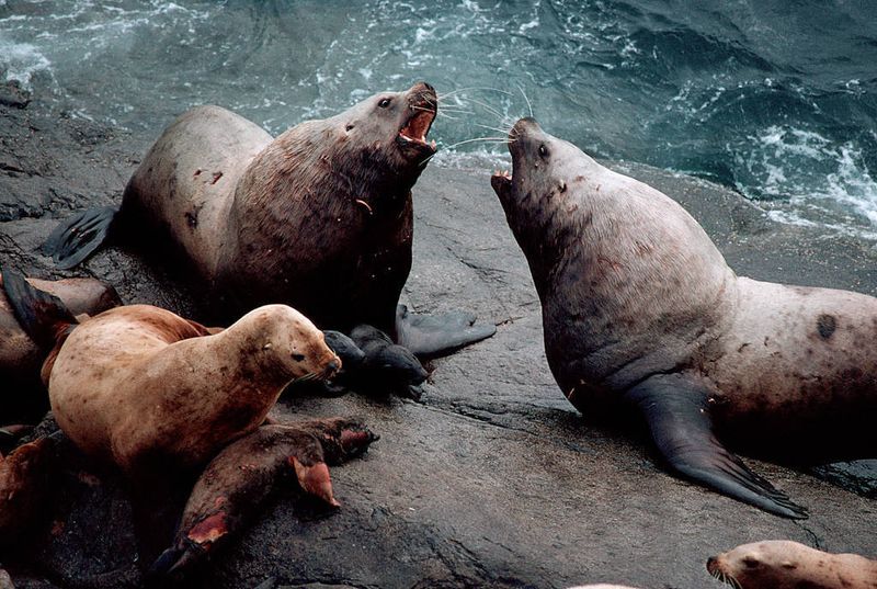 Massive Marine Menace: Steller Sea Lions