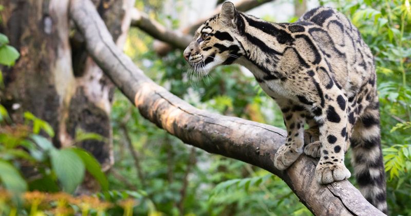 Sunda Clouded Leopard