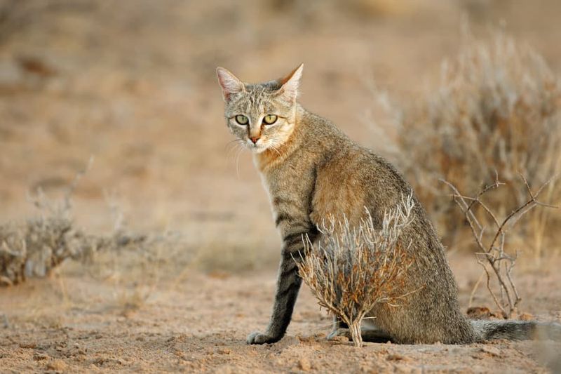 Wildcat