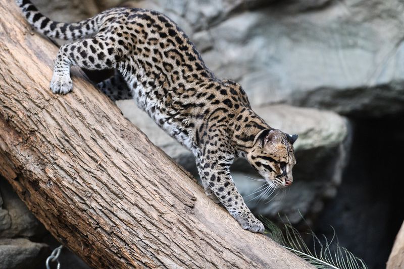 Ocelot