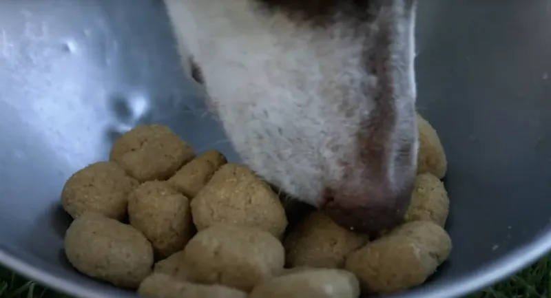 Feed Dental-Friendly Kibble Formulas