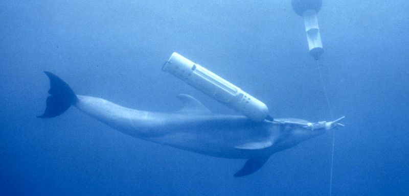 The Heroism Of The U.S. Military's Combat Dolphins