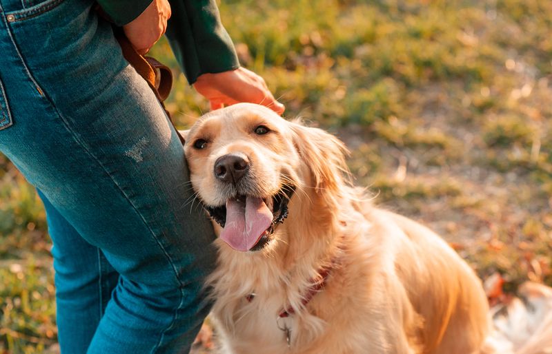 Velcro Vibes: The Golden Retriever