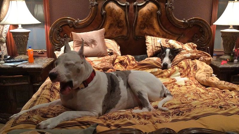 Gentle Giants: Great Danes