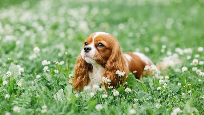 Clingy Cavalier King Charles Spaniels