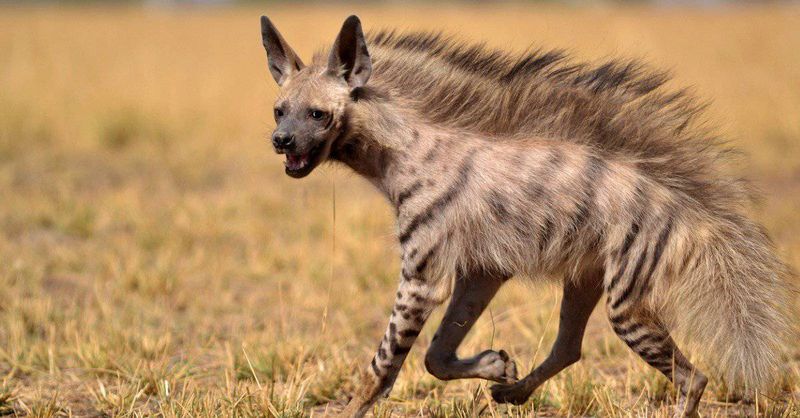 Pack Hunters With Bone-Crushing Teeth