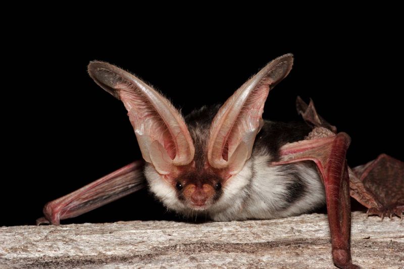 Night Flyer – Spotted Bat
