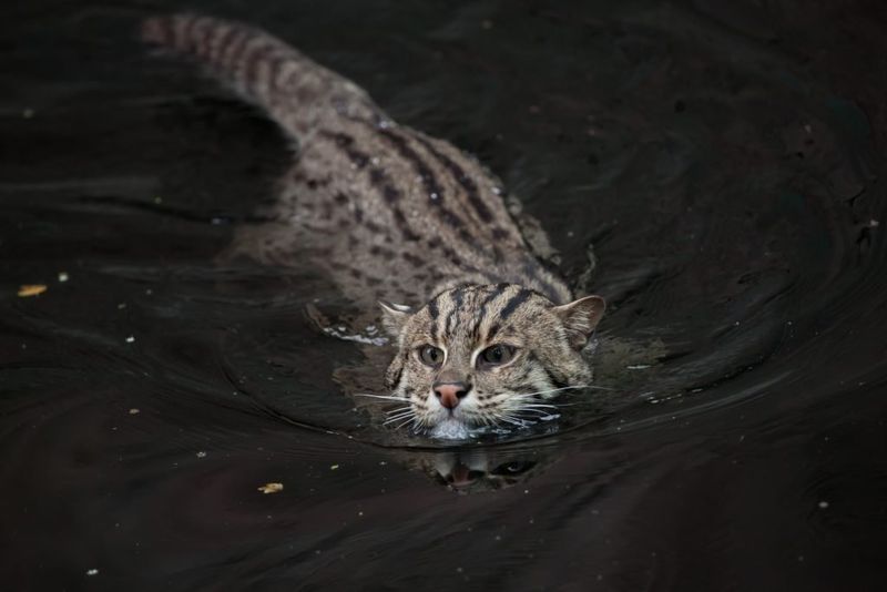 Midnight Swimmers: Fishing Cats