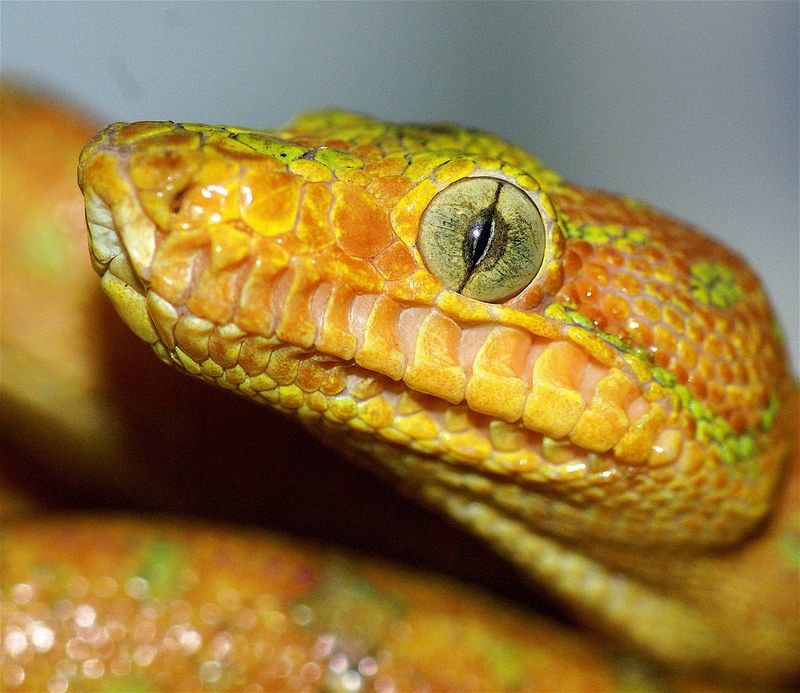 Slit Pupils