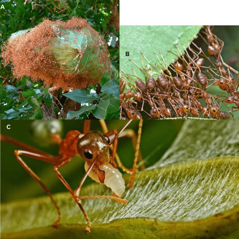 Larvae as Ant