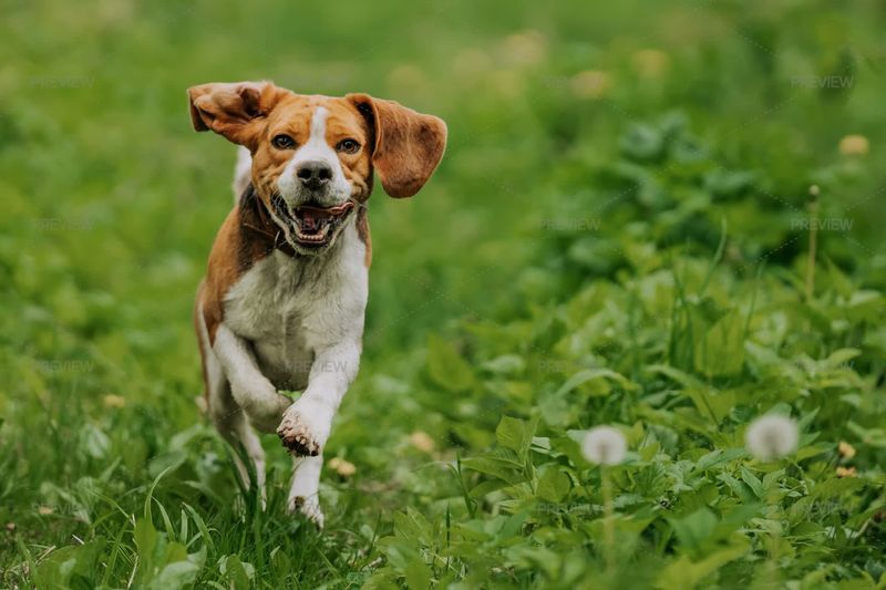 Beagle