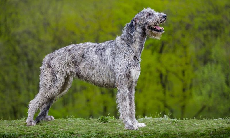Irish Wolfhound's Appetite