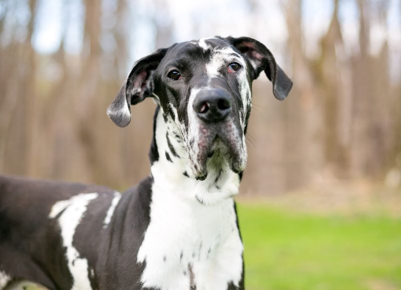 Great Dane