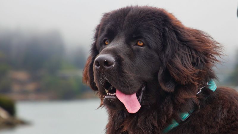 Newfoundland 