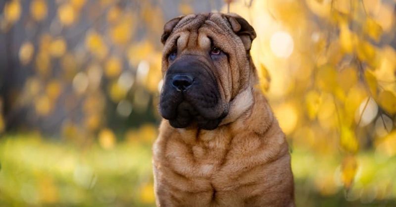 Shar Pei