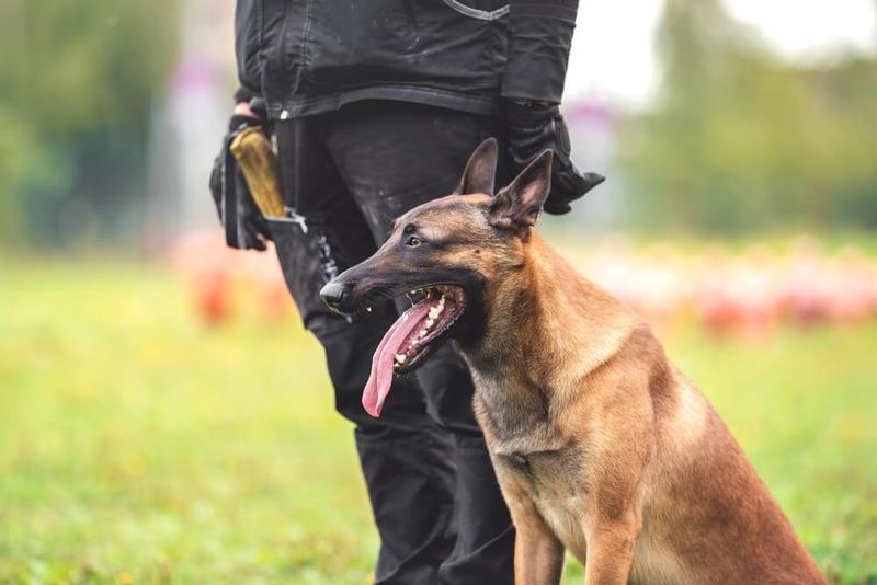 Belgian Malinois
