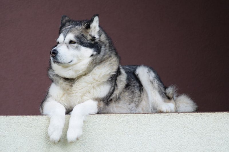 Alaskan Malamute: The Power Puller