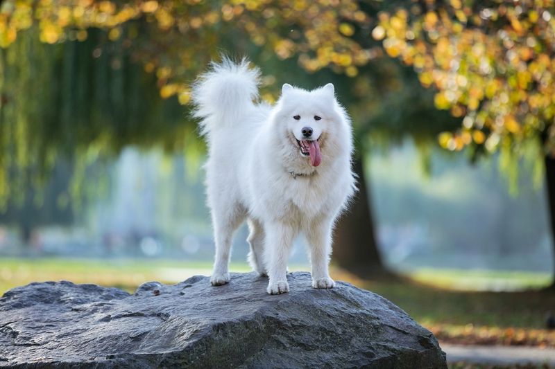 Samoyed