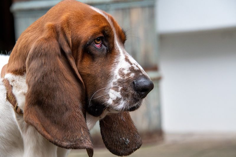 Basset Hounds