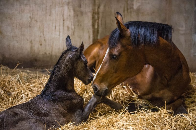Gentle Foal Discipline