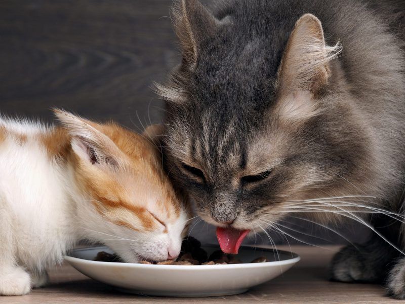 Meal Time Bonding