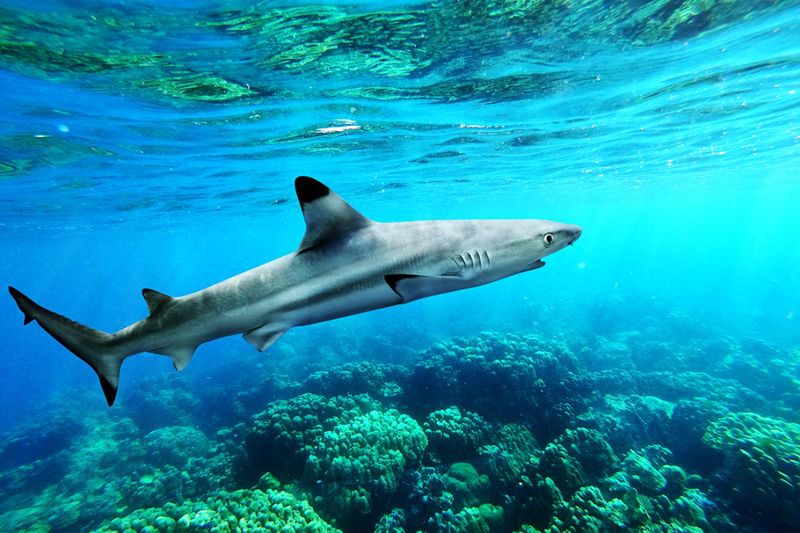 Blacktip Sharks: The Coastal Acrobats