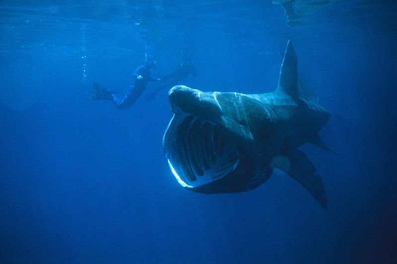 Warm-Blooded Sharks: Myth Or Reality?