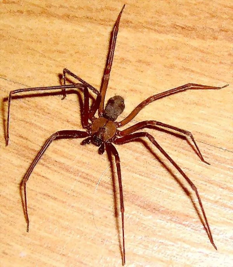 Brown Recluse Spiders