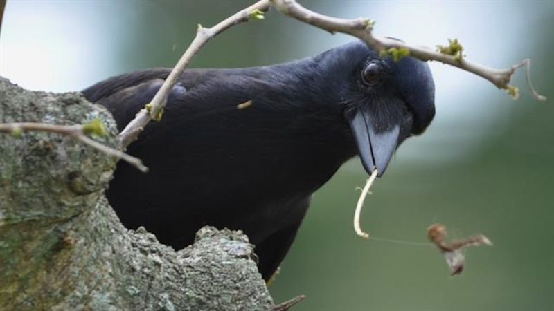 Crows: The Feathered Geniuses