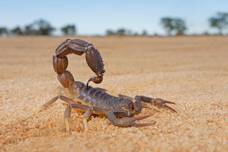 Scorpions: From Crocodile-Length To Pocket Terrors