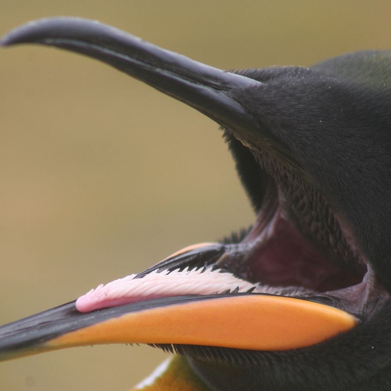 Gene Toolkit For Teeth