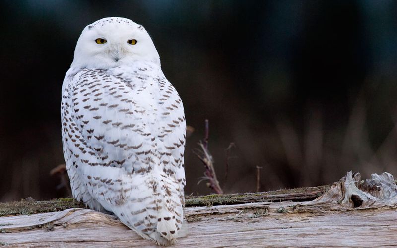 Snowy Owl: Arctic Visitor