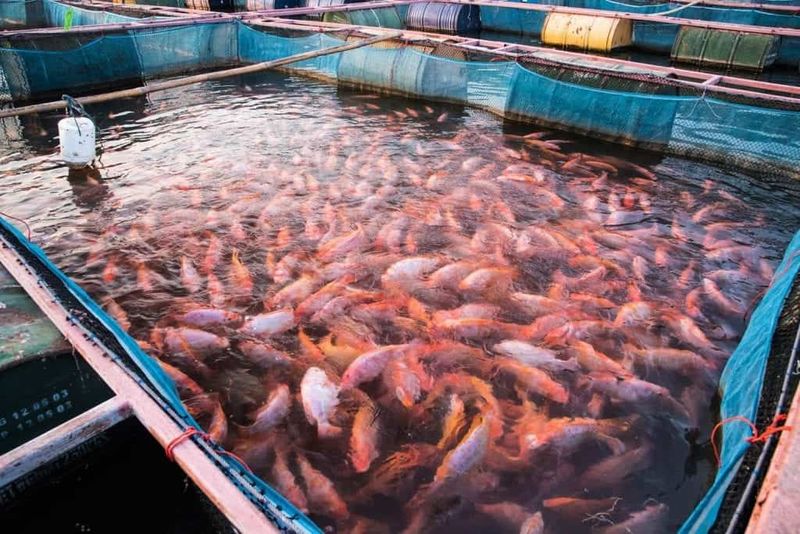 Tilapia: Backyard Fish Farming