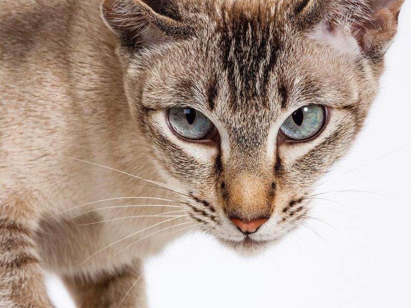 Cats: Guardians Of Grain And Health