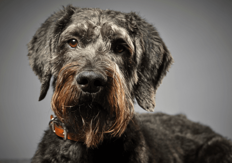 Schnoodle – The Spunky Sentinel