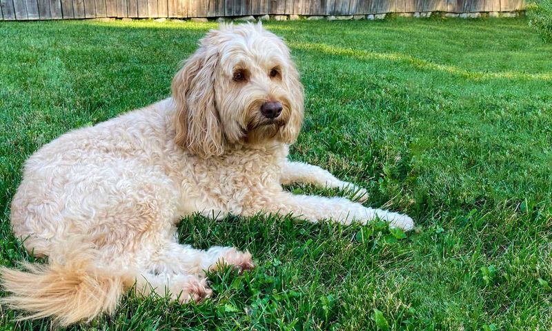 Doubledoodle – The Maintenance Nightmare