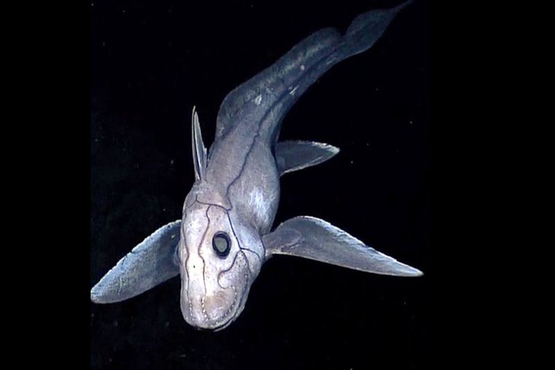 Ratfish: Glowing Guardians Of The Deep