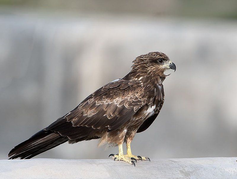 Mud-Daubing Architects: Black Kites