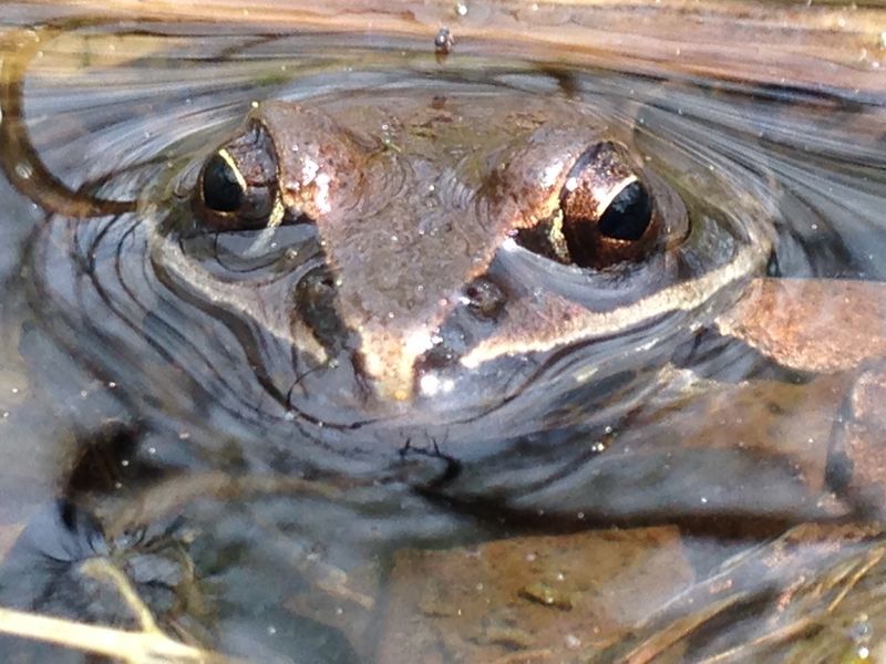 Frozen Frogs: Wood Frogs
