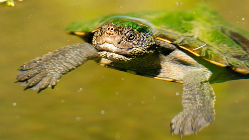Punk Rock Reptile: The Mary River Turtle