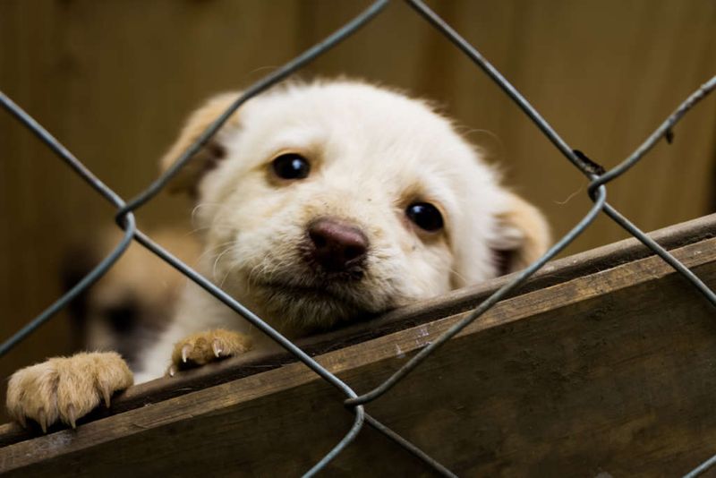 All Shelter Dogs Have Behavioral Issues