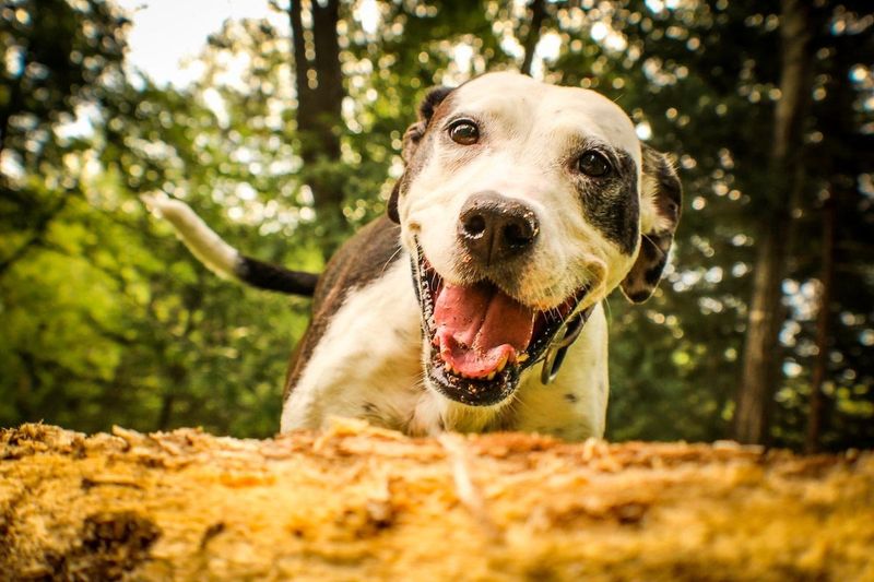 Shelter Dogs Are Aggressive