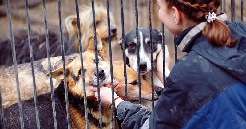 Shelter Dogs Can’t Live With Other Pets
