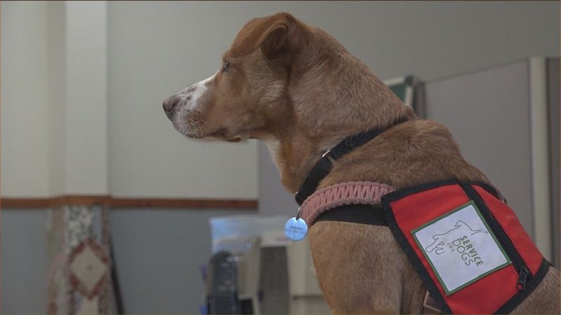 Shelter Dogs Can’t Be Service Animals